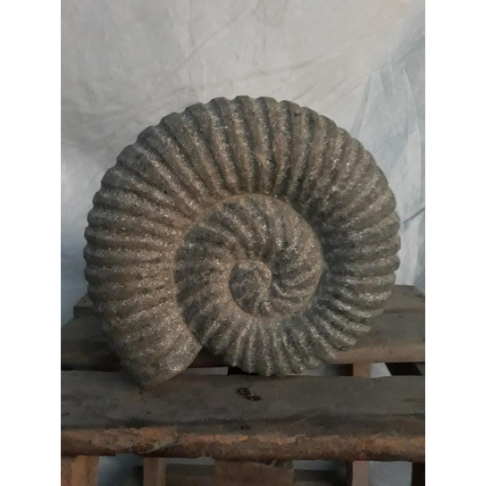 Nautilus seashell in stone 30 cm