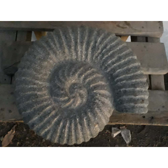 Nautilus seashell in stone 30 cm