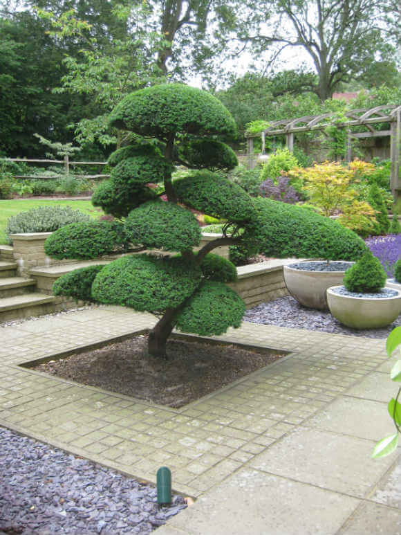 niwaki tree in a Japanese garden