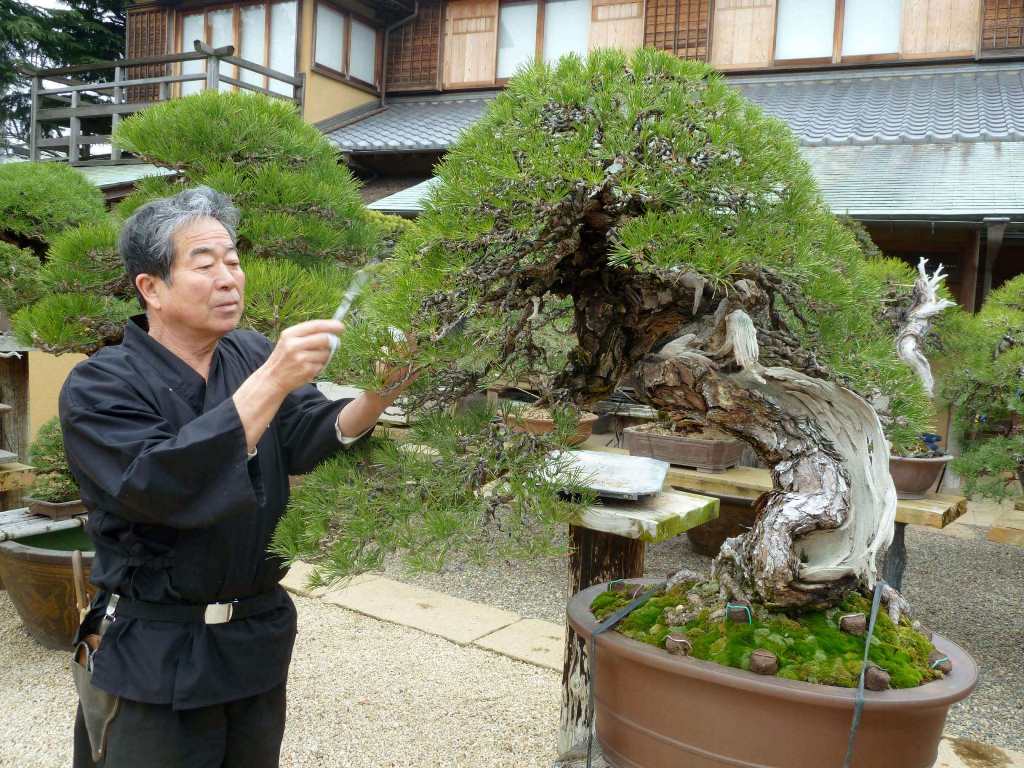 Japanese gardener tending to bonsai
